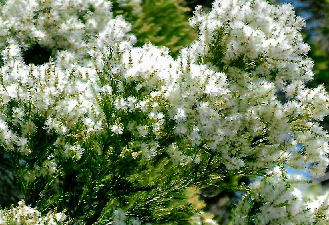 image of melaleuca, also known as the "tea tree" plant